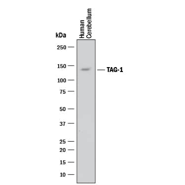 Detection of Human Contactin-2/TAG1 antibody by Western Blot.