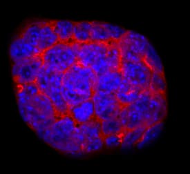 Cripto antibody in D3 Mouse Cell Line by Immunocytochemistry (ICC).