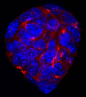 Cripto antibody in D3 Mouse Cell Line by Immunocytochemistry (ICC).