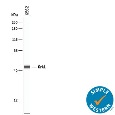 Detection of Human CrkL antibody by Simple WesternTM.