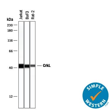 Detection of Human, Mouse and Rat CrkL antibody by Simple WesternTM.