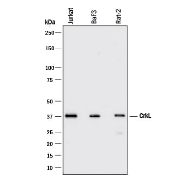 Detection of Human, Mouse, and Rat CrkL antibody by Western Blot.