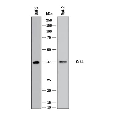 Detection of Mouse and Rat CrkL antibody by Western Blot.