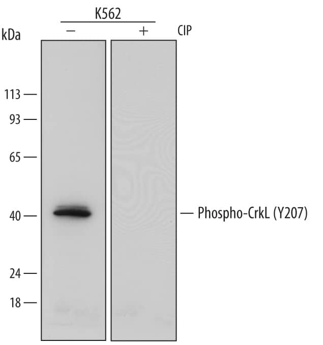 Detection of Human Phospho-CrkL (Y207) antibody by Western Blot.