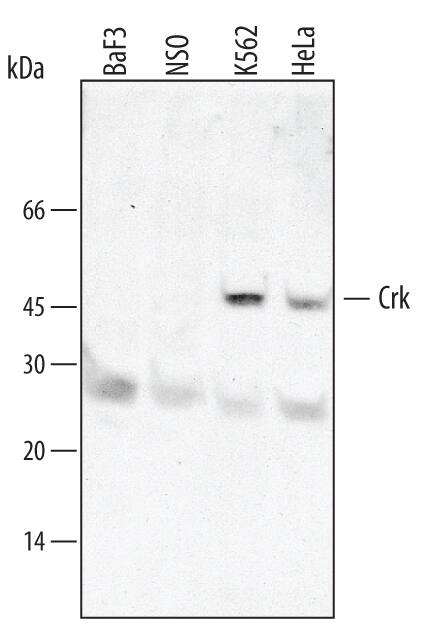 Detection of Human Crk antibody by Western Blot.