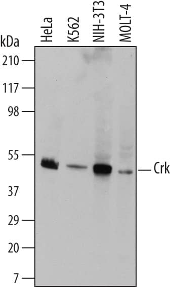 Detection of Human and Mouse Crk antibody by Western Blot.