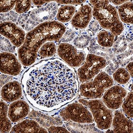 Cubilin antibody in Human Kidney Tissue by Immunohistochemistry (IHC-P).