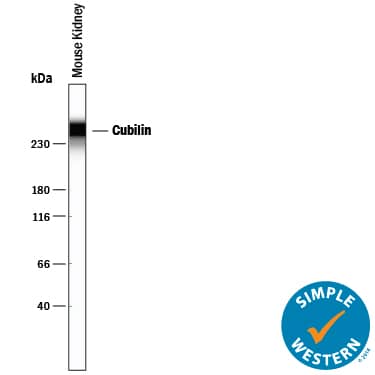 Detection of Mouse Cubilin antibody by Simple WesternTM.