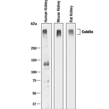 Detection of Human, Mouse, and Rat Cubilin antibody by Western Blot.