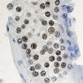 Cyclin A1 antibody in Human Testis by Immunohistochemistry (IHC-P).