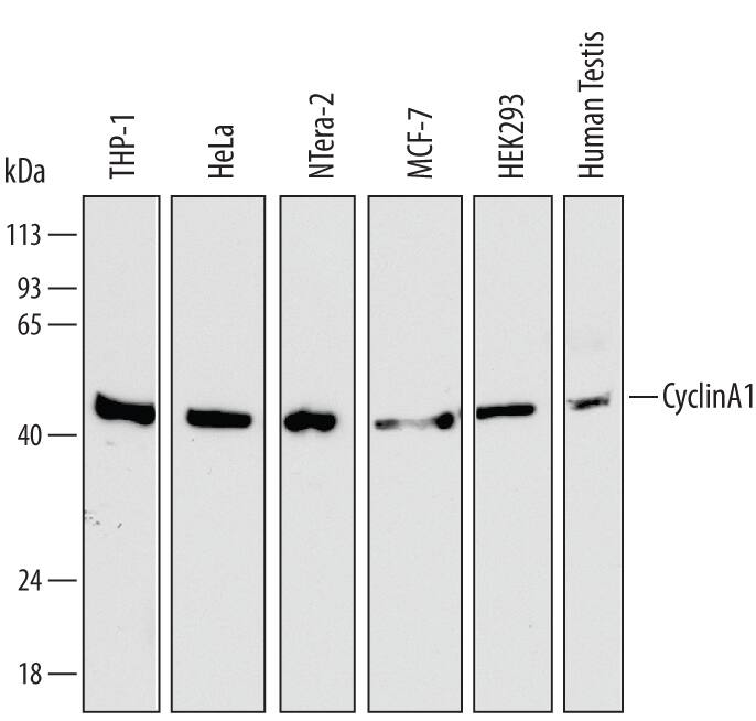 Detection of Human Cyclin A1 antibody by Western Blot.