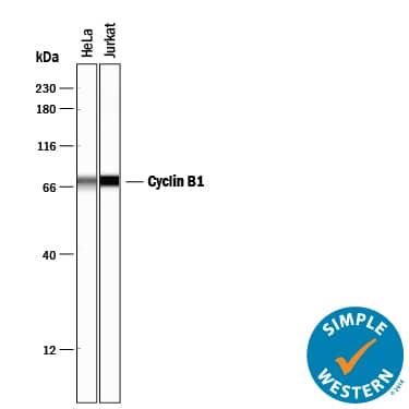 Detection of Human Cyclin B1 antibody by Simple WesternTM.