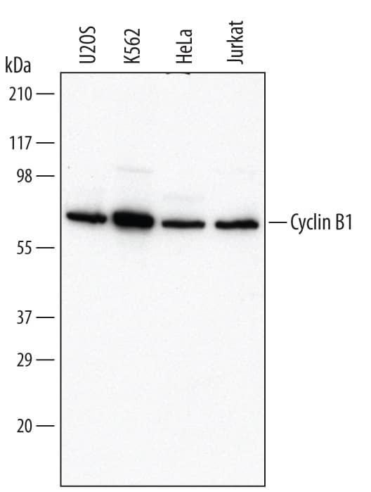 Detection of Human Cyclin B1 antibody by Western Blot.