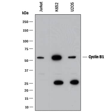 Detection of Human Cyclin B1 antibody by Western Blot.