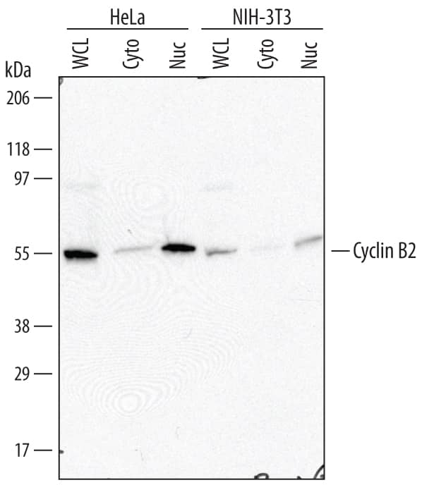 Detection of Human and Mouse Cyclin B2 antibody by Western Blot.