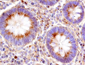 Cyclin B2 antibody in Human Colon by Immunohistochemistry (IHC-P).