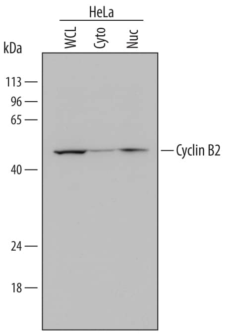 Detection of Human Cyclin B2 antibody by Western Blot.