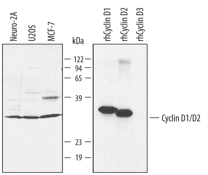 Detection of Human/Mouse Cyclin D1/D2 antibody by Western Blot.