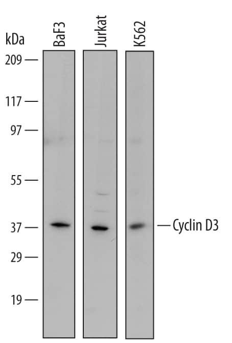 Detection of Human and Mouse Cyclin D3 antibody by Western Blot.