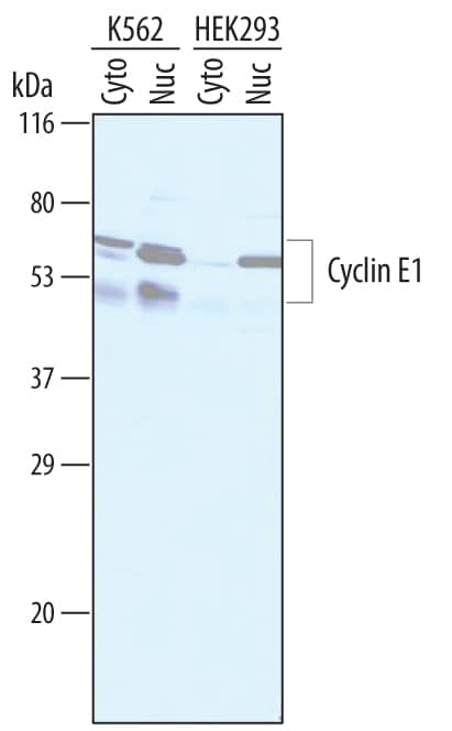 Detection of Human Cyclin E1 antibody by Western Blot.