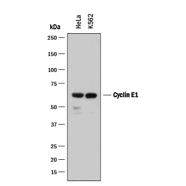 Detection of Human Cyclin E1 antibody by Western Blot.