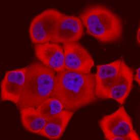 Cyclophilin A antibody in PANC-1 Human Cell Line by Immunocytochemistry (ICC).
