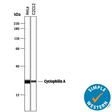 Detection of Human and Mouse Cyclophilin A antibody by Simple WesternTM.