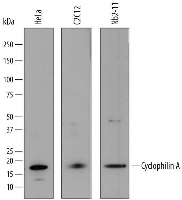 Detection of Human, Mouse, and Rat Cyclophilin A antibody by Western Blot.