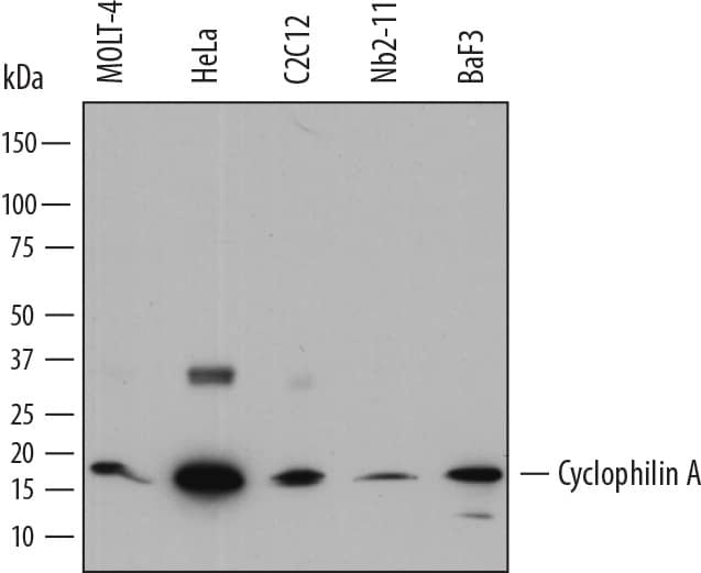 Detection of Human, Mouse, and Rat Cyclophilin A antibody by Western Blot.