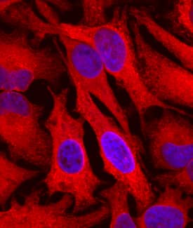 Cyclophilin B antibody in HeLa Human Cell Line by Immunocytochemistry (ICC).