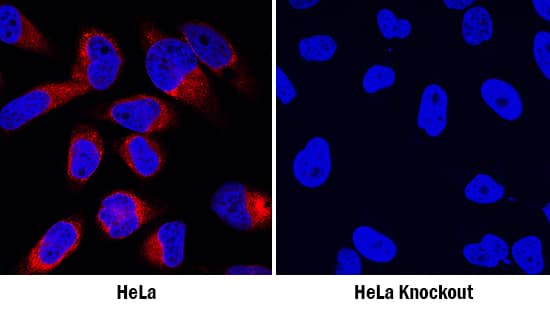 Cyclophilin B antibody in HeLa Human Cell Line.