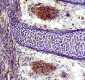 Cyr61/CCN1 antibody in Mouse Embryo by Immunohistochemistry (IHC-Fr).