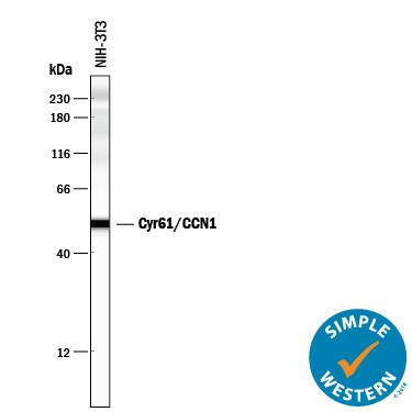 Detection of Mouse Cyr61/CCN1 antibody by Simple WesternTM.