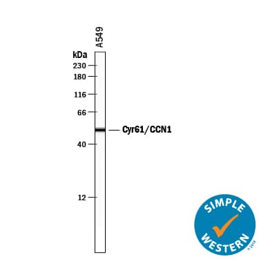 Detection of Human Cyr61/CCN1 antibody by Simple WesternTM.
