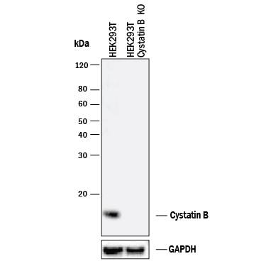 Western Blot Shows Human Cystatin B Antibody Specificity by Using Knockout Cell Line.