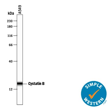 Detection of Human Cystatin B antibody by Simple WesternTM.