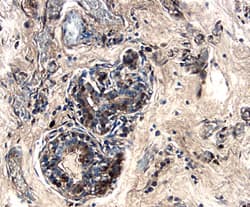 Cystatin C antibody in Human Breast by Immunohistochemistry (IHC-P).