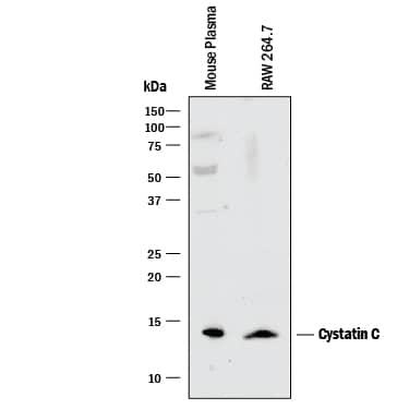 Detection of Mouse Cystatin C antibody by Western Blot.