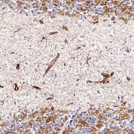 Cystatin C antibody in Rat Brain by Immunohistochemistry (IHC-Fr).