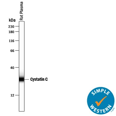Detection of Rat Cystatin C antibody by Simple WesternTM.