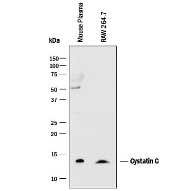 Detection of Mouse Cystatin C antibody by Western Blot.