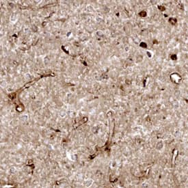 Cystatin C antibody in Rat Endothelial Cells by Immunohistochemistry (IHC-Fr).