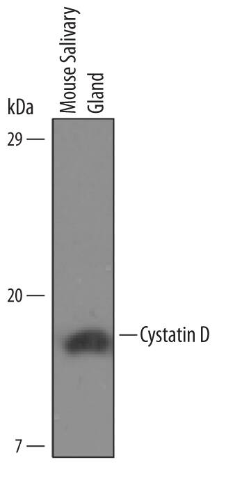 Detection of Mouse Cystatin D/Cst10 antibody by Western Blot.