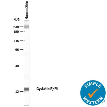 Detection of Human Cystatin E/M antibody by Simple WesternTM.