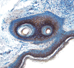 Cystatin E/M antibody in Human Skin by Immunohistochemistry (IHC-P).