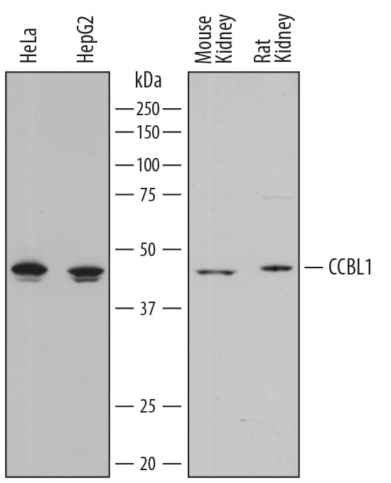 Detection of Human, Mouse, and Rat Cysteine Conjugate  beta-Lyase/CCBL1 antibody by Western Blot.