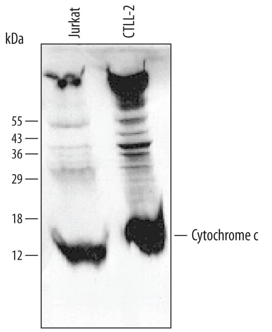 Detection of Human and Mouse Cytochrome c antibody by Western Blot.