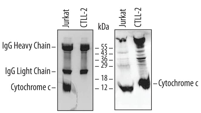 Immunoprecipitation of Human/Mouse Cytochrome c.