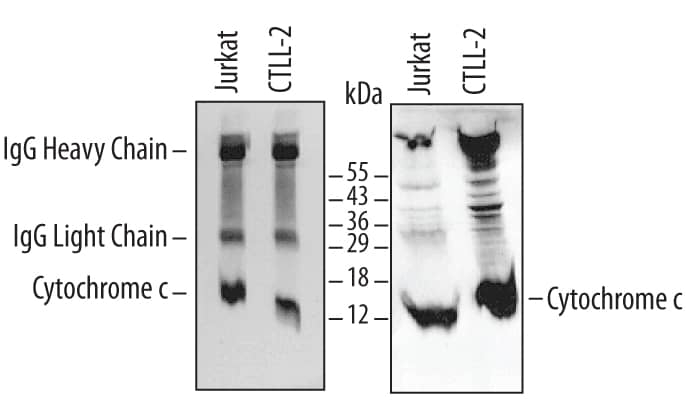 Immunoprecipitation of Human/Mouse Cytochrome c.