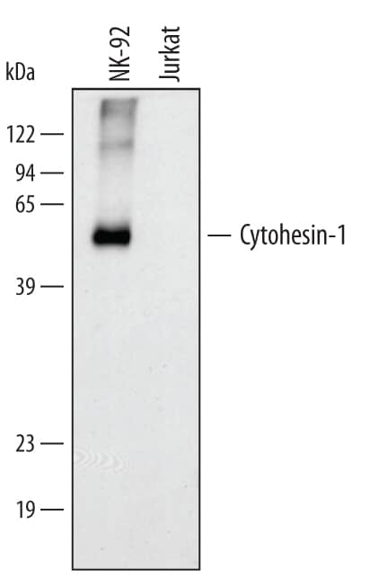 Detection of Human Cytohesin-1 antibody by Western Blot.